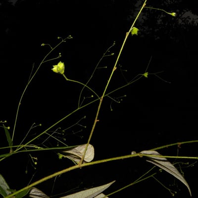 Wissadula periplocifolia — habit