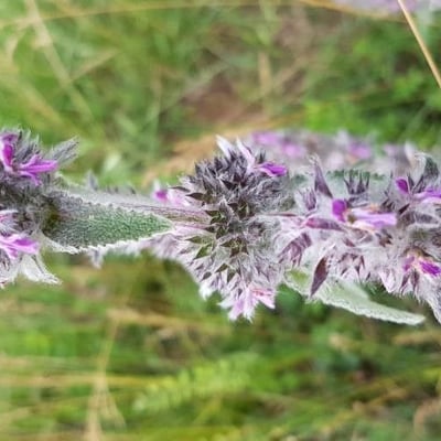 Stachys germanica — flower