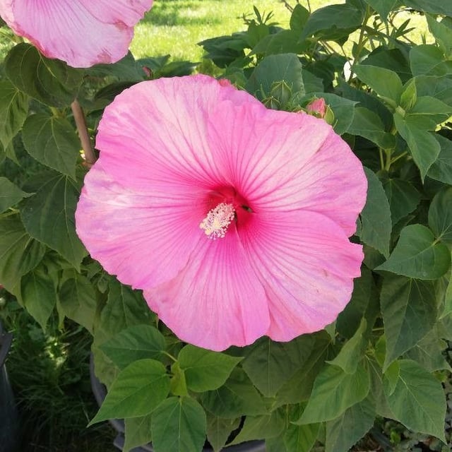 Hibiscus moscheutos — flower