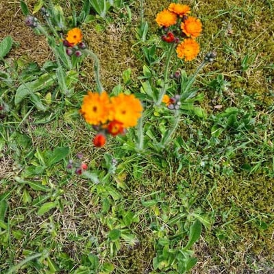 Pilosella cymosa — flower