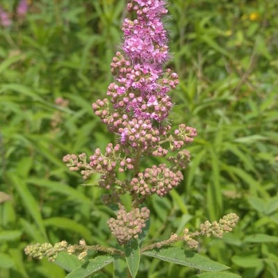 Spiraea tomentosa — flower