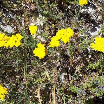 Achillea tomentosa — flower
