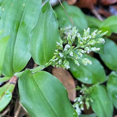 Ichnanthus pallens — flower