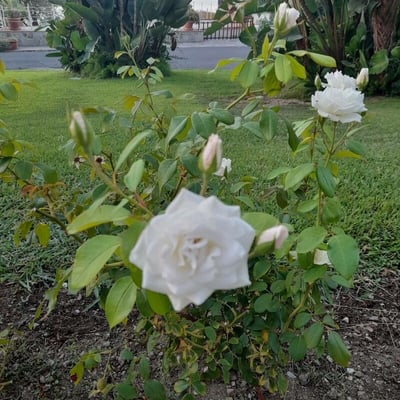 Rosa sempervirens — flower