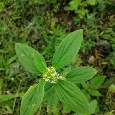 Mitracarpus hirtus — flower