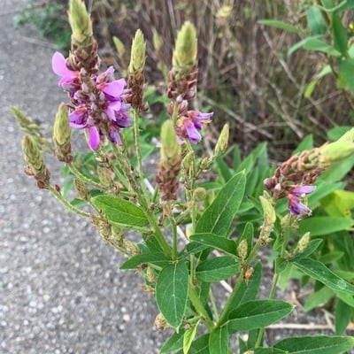 Desmodium canadense — flower