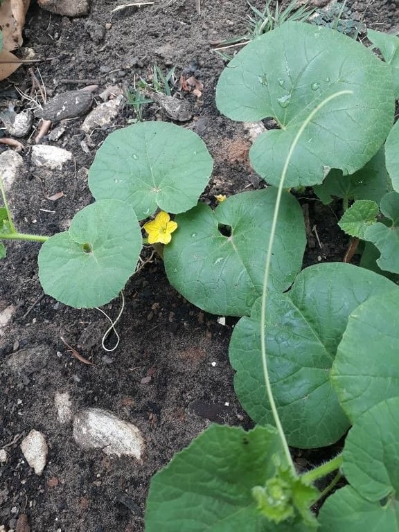 Melon