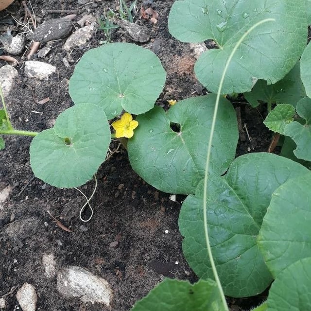 Cucumis melo — flower