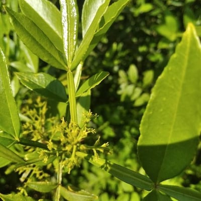 Zanthoxylum armatum — flower
