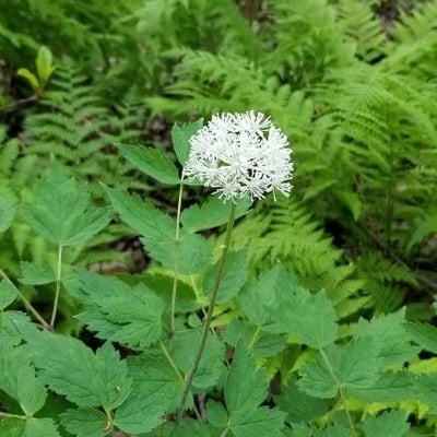 Actaea rubra — flower