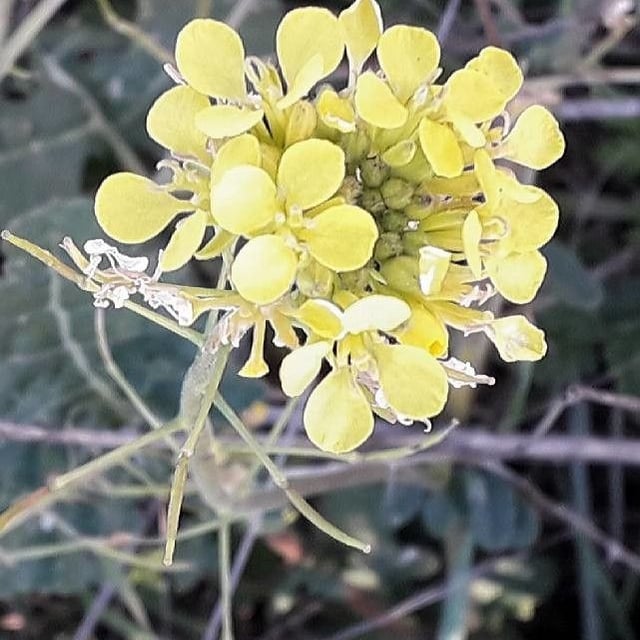 Brassica rapa — flower