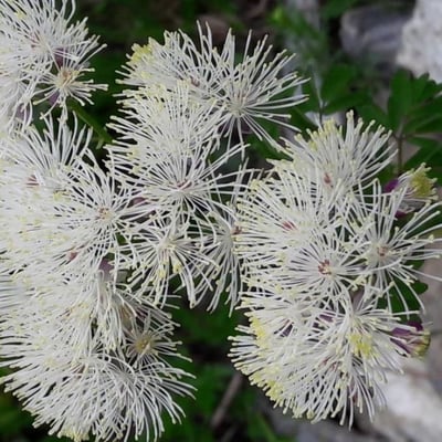 Thalictrum aquilegiifolium — flower