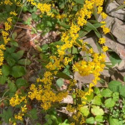 Solidago caesia — flower