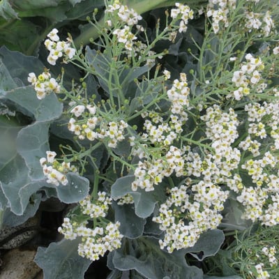 Crambe maritima — flower