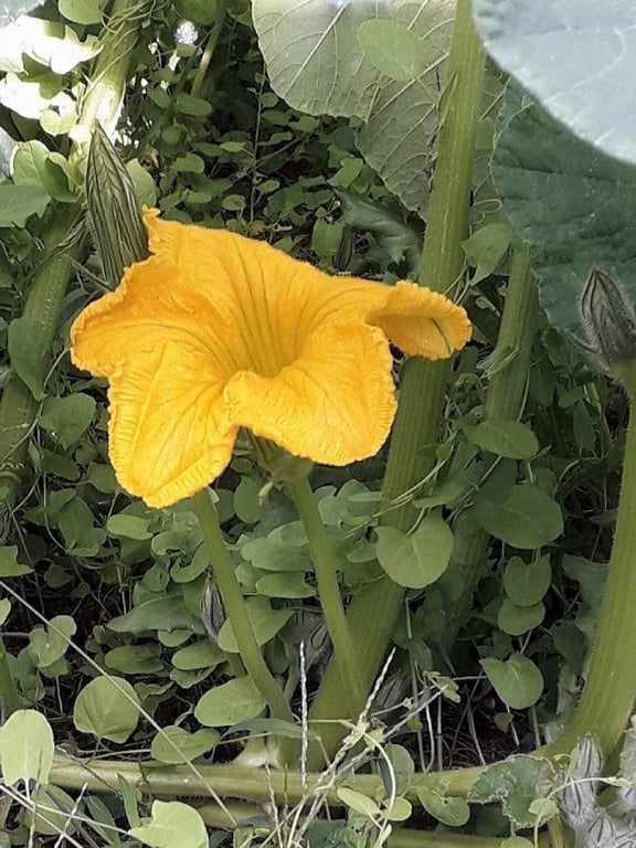Great pumpkin