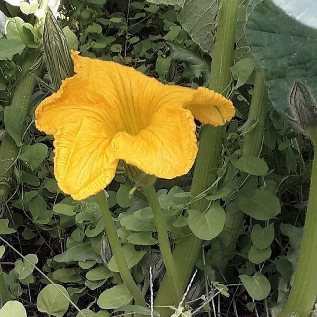 Cucurbita maxima — flower
