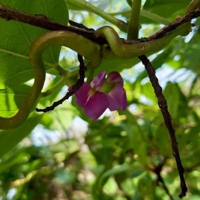Canavalia rosea — flower