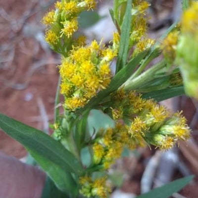 Solidago chilensis — flower
