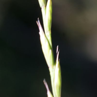 Festuca lachenalii — flower