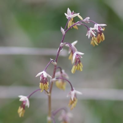 Thalictrum alpinum — flower