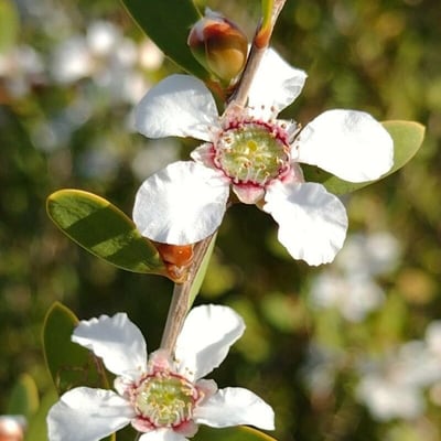 Leptospermum laevigatum — flower