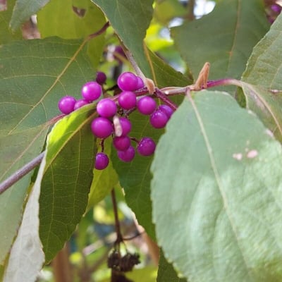 Callicarpa japonica — flower