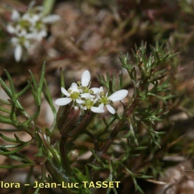 Scandix australis — flower