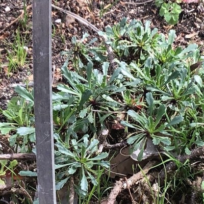 Leucanthemum pallens — leaf