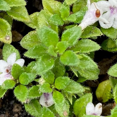 Clinopodium nubigenum — leaf