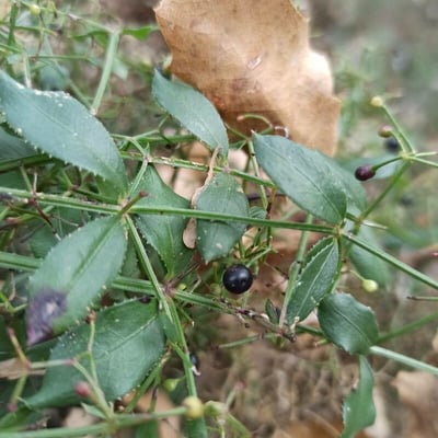 Rubia peregrina — flower