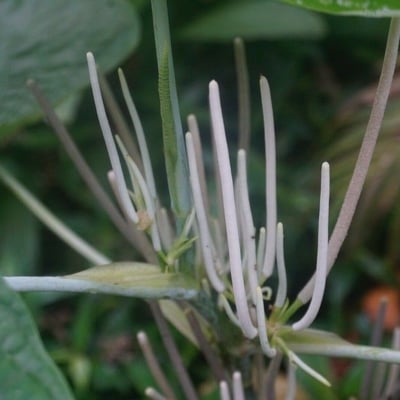 Piper umbellatum — flower
