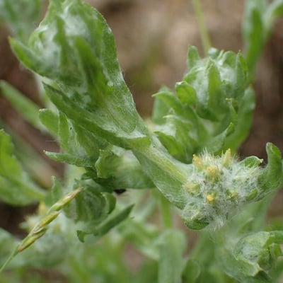 Filago arvensis — flower