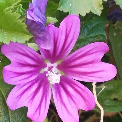 Malva sylvestris — flower