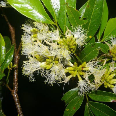 Inga punctata — flower