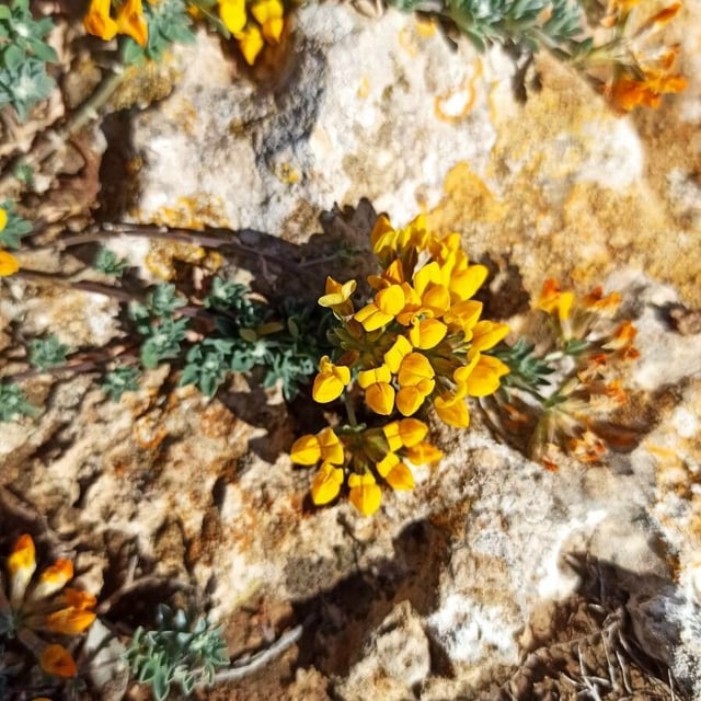 Lotus creticus — flower