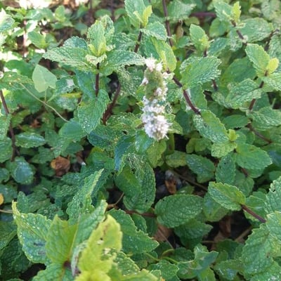 Mentha × piperita — flower