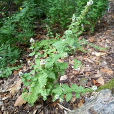 Mentha canadensis — habit