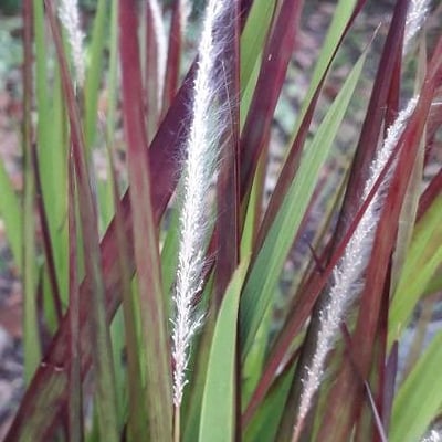 Imperata cylindrica — flower