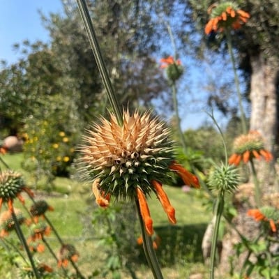 Leonotis nepetifolia — flower