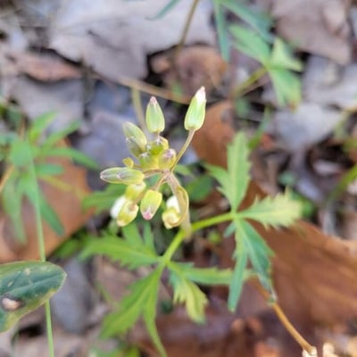 Cardamine concatenata — flower