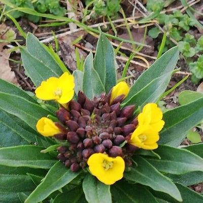 Erysimum virgatum — flower