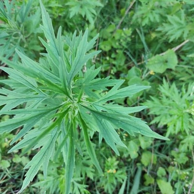 Leonurus japonicus — leaf