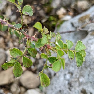 Rosa pulverulenta — leaf