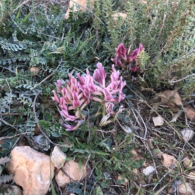 Astragalus incanus — flower