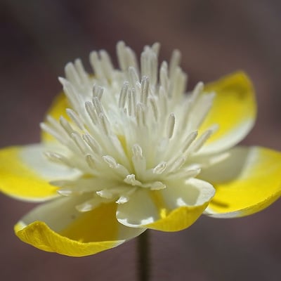 Platystemon californicus — flower