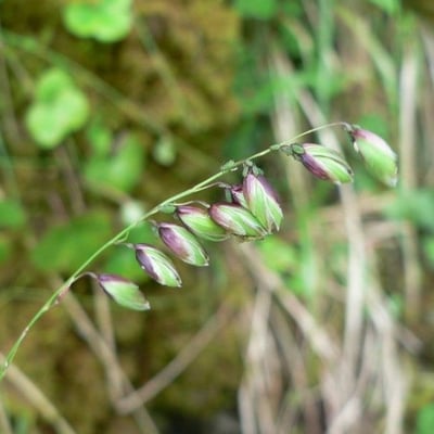 Melica nutans — flower