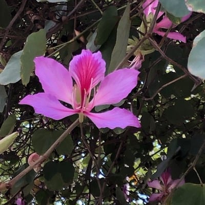 Bauhinia purpurea — flower