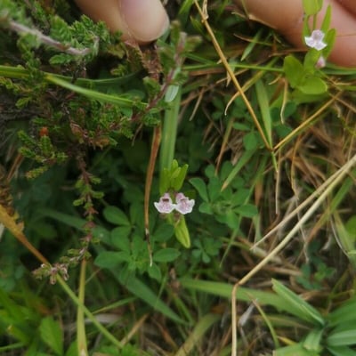 Scutellaria minor — flower