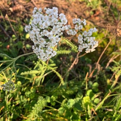 Achillea nobilis — flower