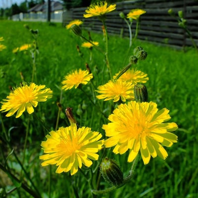 Pilosella caespitosa — flower